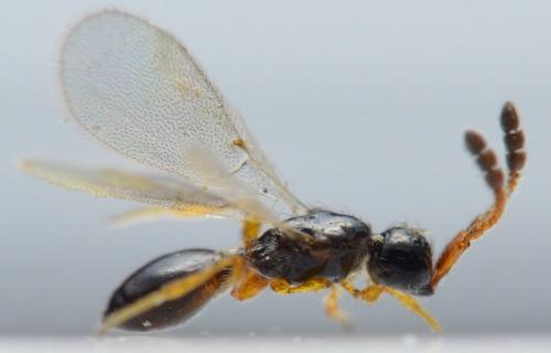 Réf. 268 639 : Basalys sp.